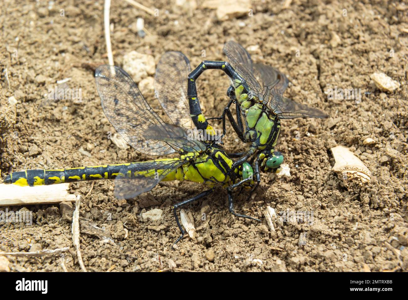 Zwei Libellen Gomphus vulgatissimus paaren sich, Sommer, sonniger Tag, natürliche Umgebung. Stockfoto