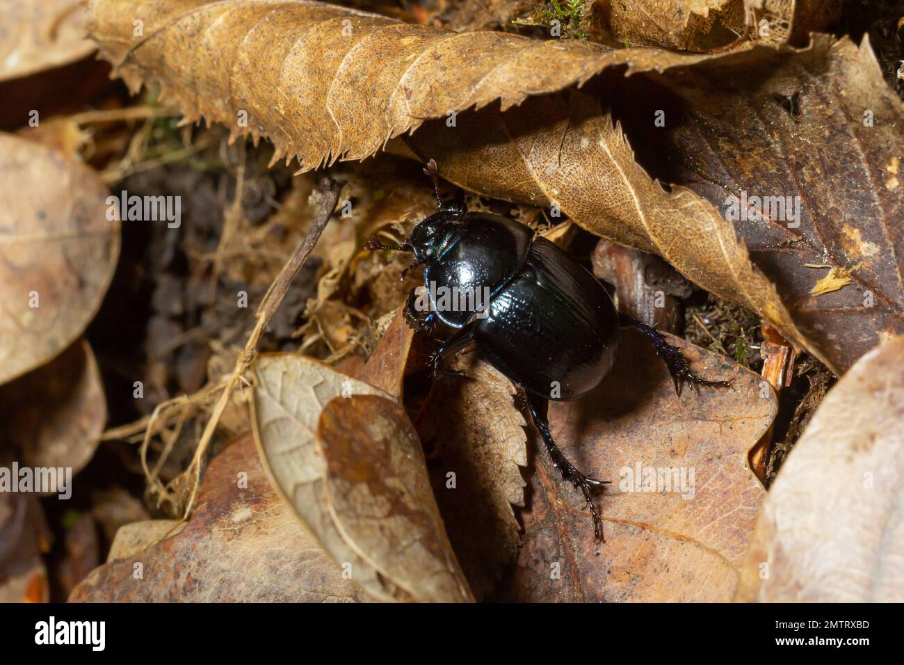 Waldkäfer, Anoplotrupes stercorosus, eine Art Dungkäfer und die Unterfamilie Geotrupinae. Stockfoto