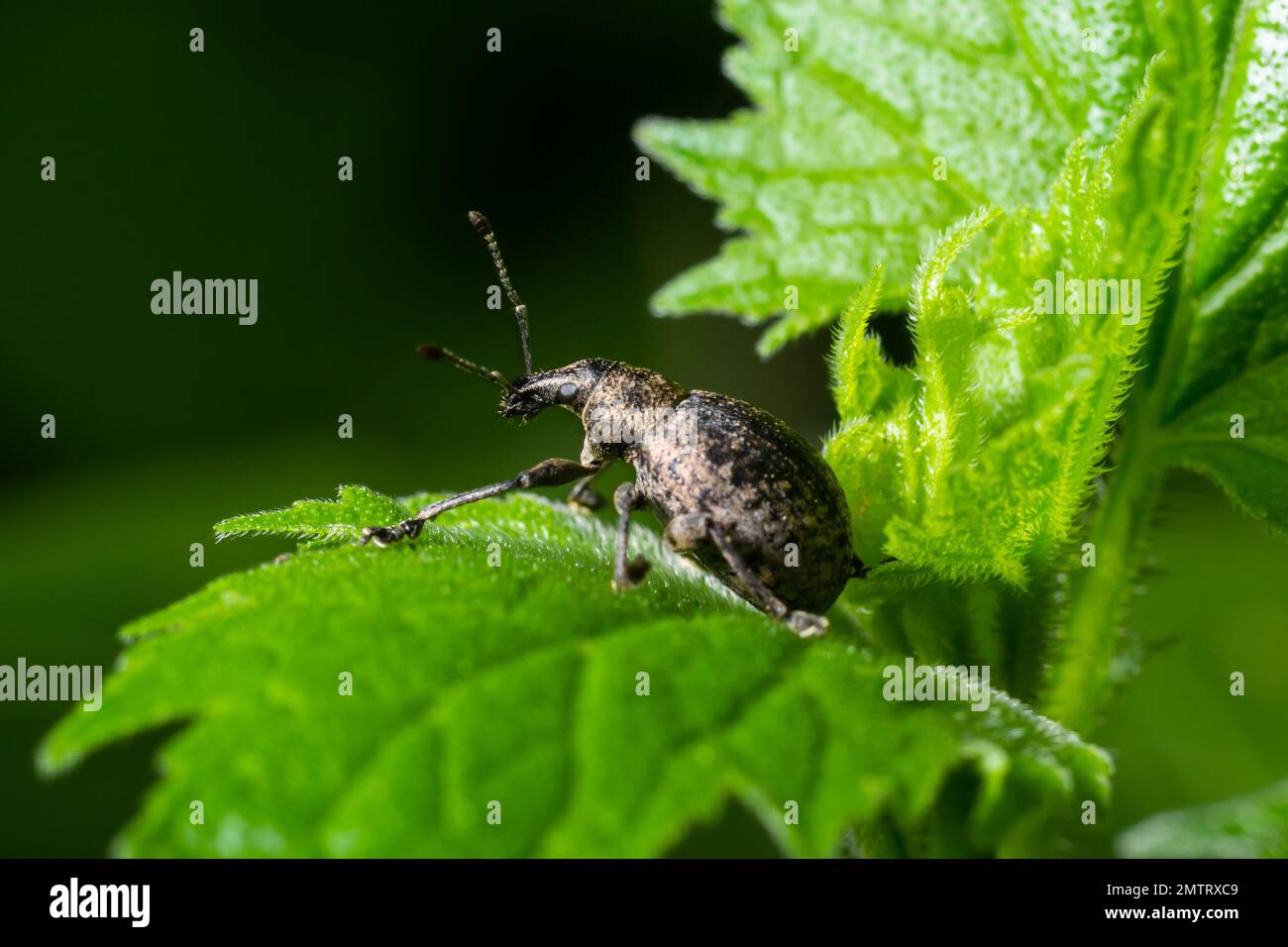 Ein schwarzer Weinkäfer, Otiorhynchus sulcatus, Familie Curculionidae, auf einem wilden Kammblatt. Stockfoto