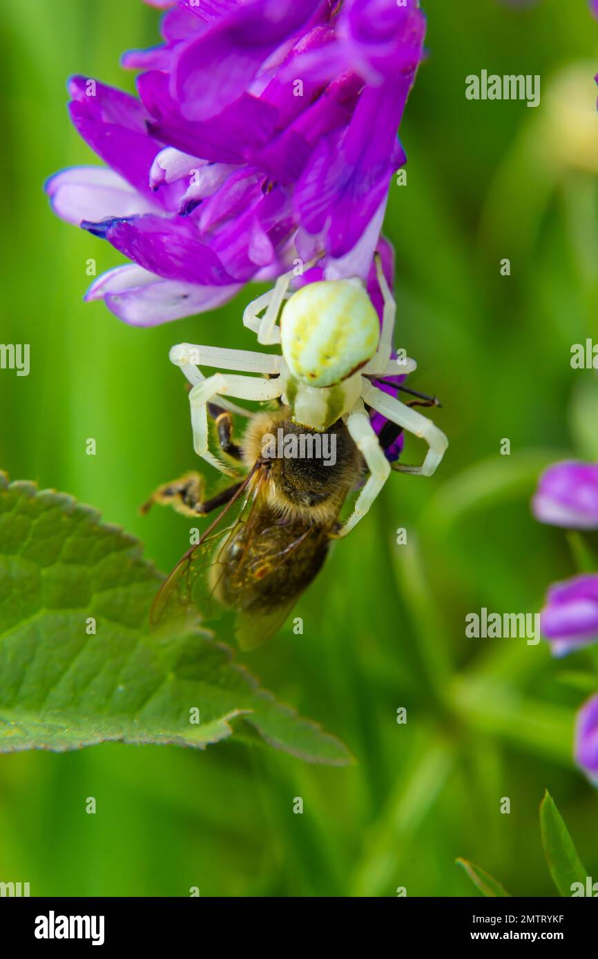 Makroaufnahme einer blühenden Krabbenspinne Misumena vatia, die ihre Farbe je nach Hintergrund der Blume ändern kann, die die Wildbiene gefangen hat. Stockfoto