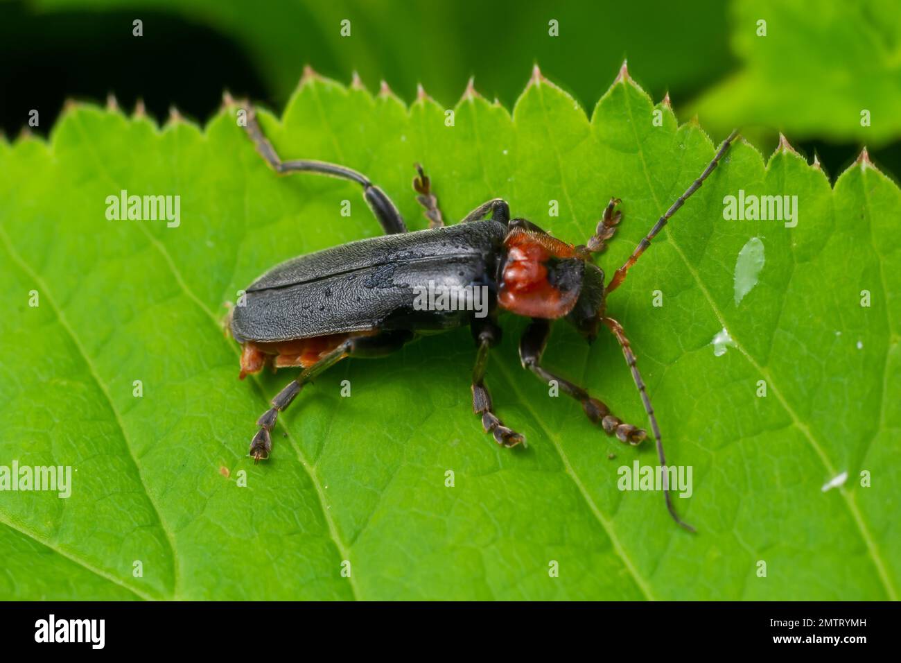 Der Beetle cantharis fusca sitzt im Frühsommer auf einem Grasblatt. Stockfoto