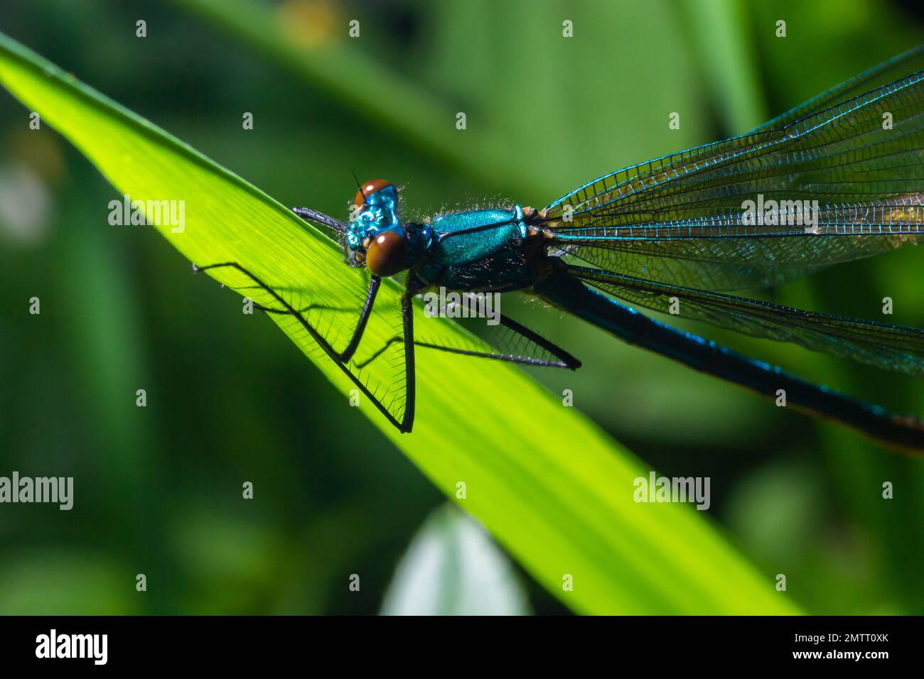 Männliche demoiselle Damselfly, Calopteryx Splendens. Atemberaubendes britisches Insektenporträt. Stockfoto