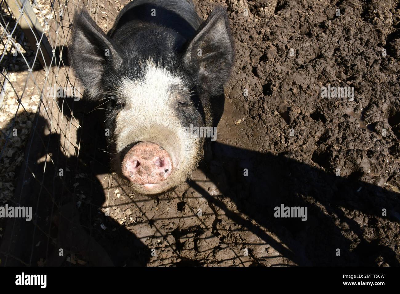 Ein junges schwarz-weißes Schwein, das neben einem Zaun aufblickt. Stockfoto