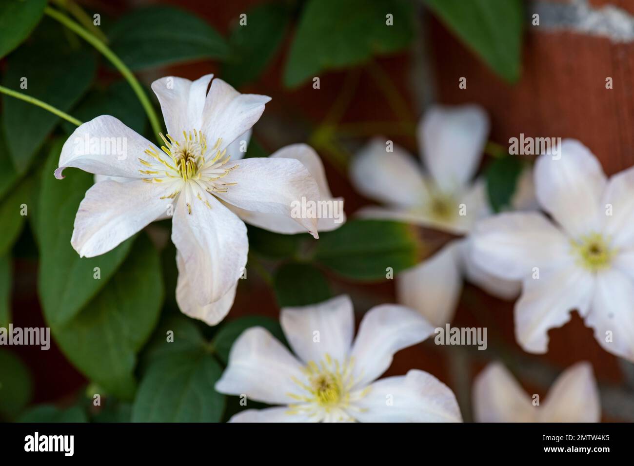 Weiße blühende Clematis klettern auf Ziegelmauern Stockfoto