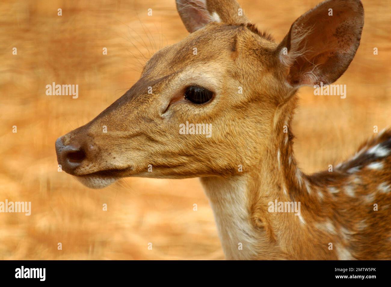 Porträt eines gefleckten Hirsches (Achsenachse). Der gefleckte Hirsch (Achsenachse) ist ein Hirsch, das in der Regel in den bewaldeten Gebieten Indiens, Sri Lankas und Nepals lebt Stockfoto