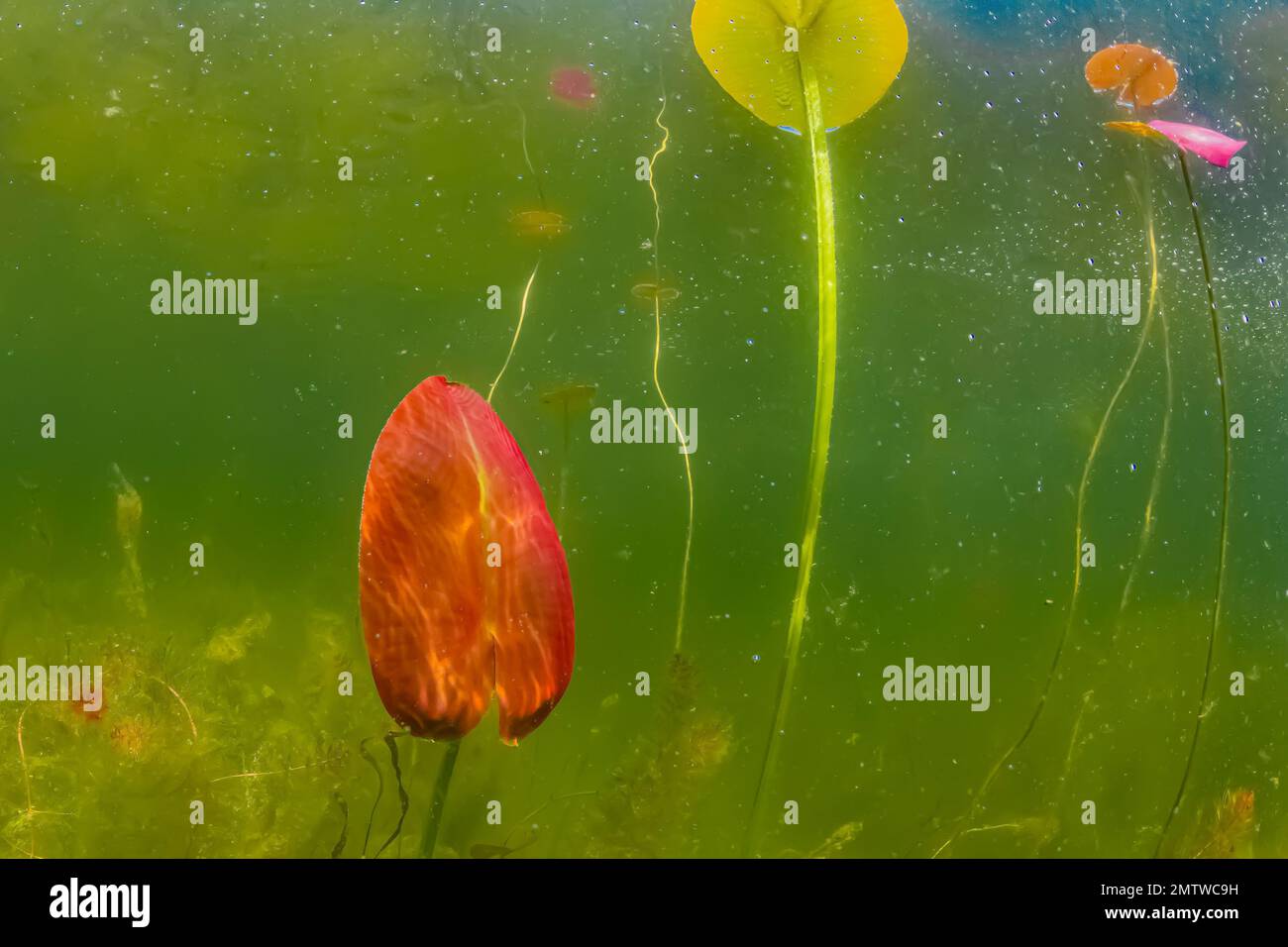 Yellow Pond-Lily, Nuphar Advena, im Mai im Lost Canyon Lake, Mecota County, Michigan, USA Stockfoto