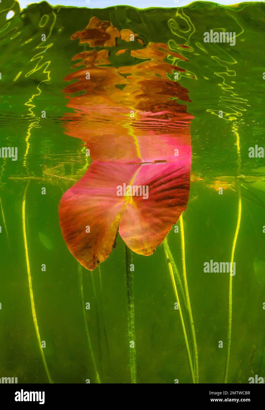 Yellow Pond-Lily, Nuphar Advena, im Mai in Lost Canyon Lake, Mecota County, Michigan, USA Stockfoto