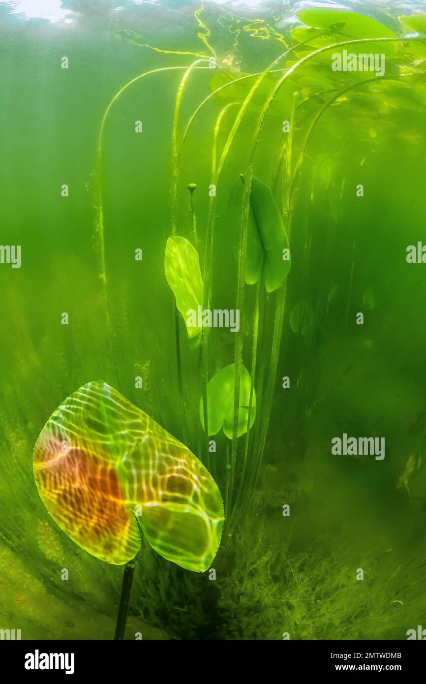 Yellow Pond-Lily, Nuphar Advena, im Mai im Lost Canyon Lake, Mecota County, Michigan, USA Stockfoto