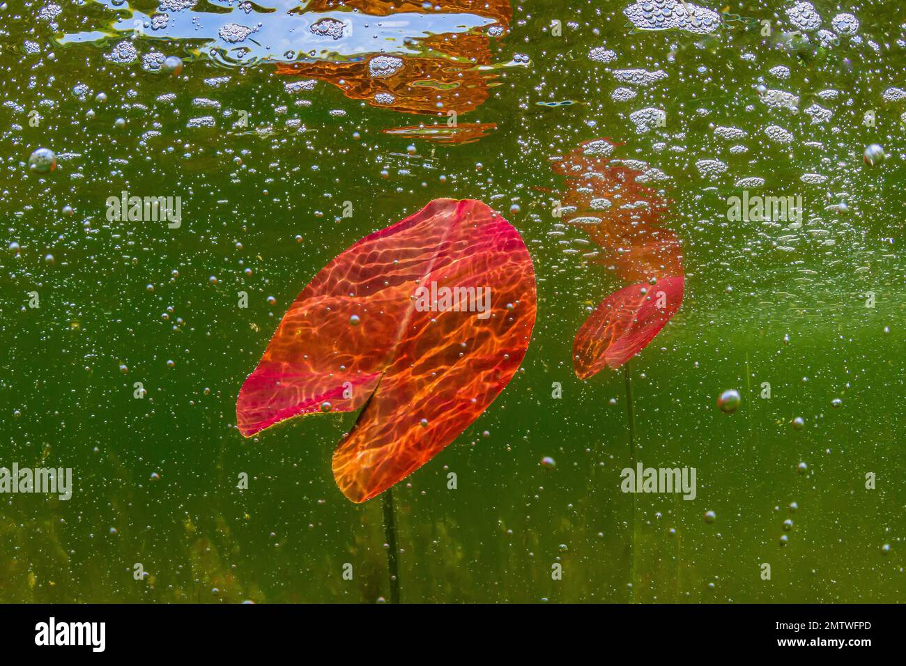 Yellow Pond-Lily, Nuphar Advena, im Mai in Lost Canyon Lake, Mecota County, Michigan, USA Stockfoto