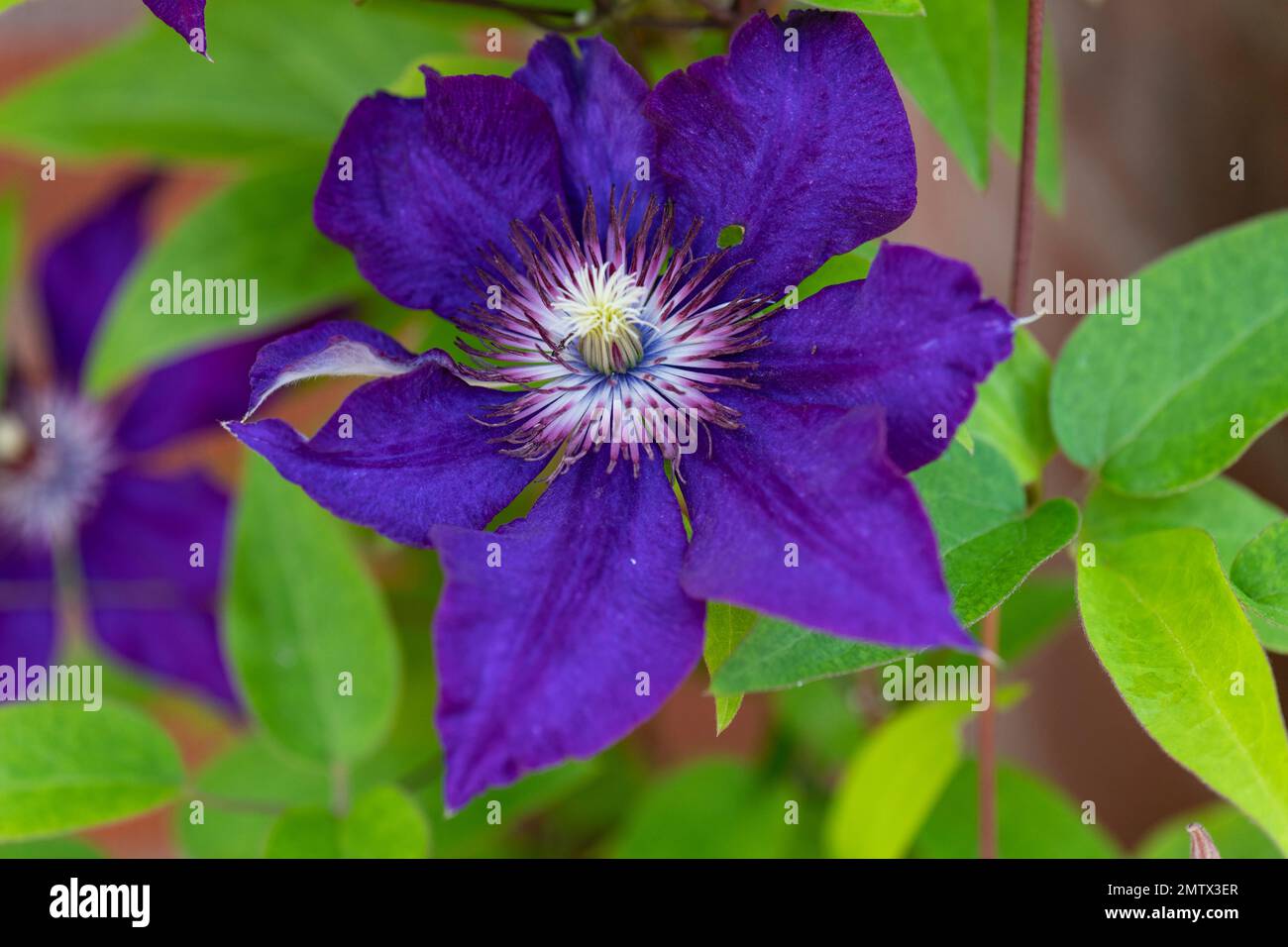 Clematis, Clematis Jackmanii, groß, blühender Hybrid, Nahaufnahme, Makro Stockfoto