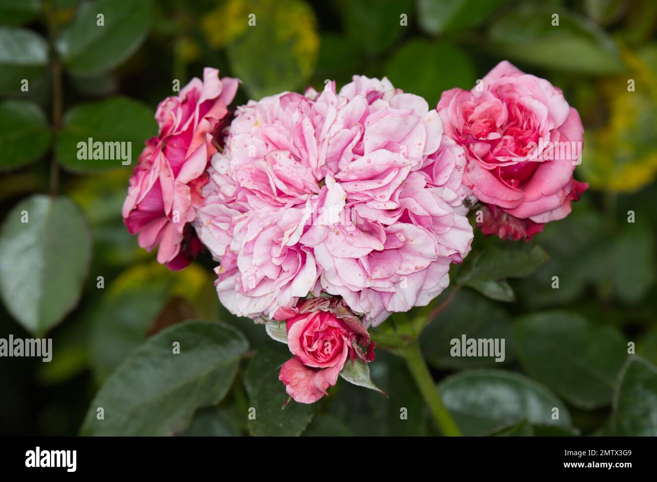Rose, rosa Timeless Pink, wächst im September in einem britischen Garten Stockfoto