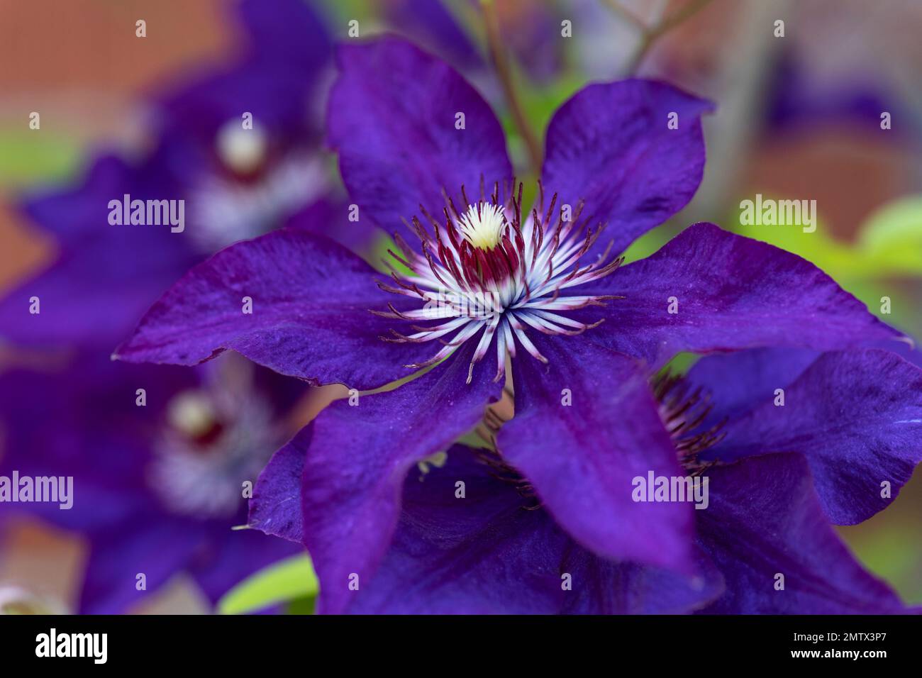 Clematis, Clematis Jackmanii, groß, blühender Hybrid, Nahaufnahme, Makro Stockfoto