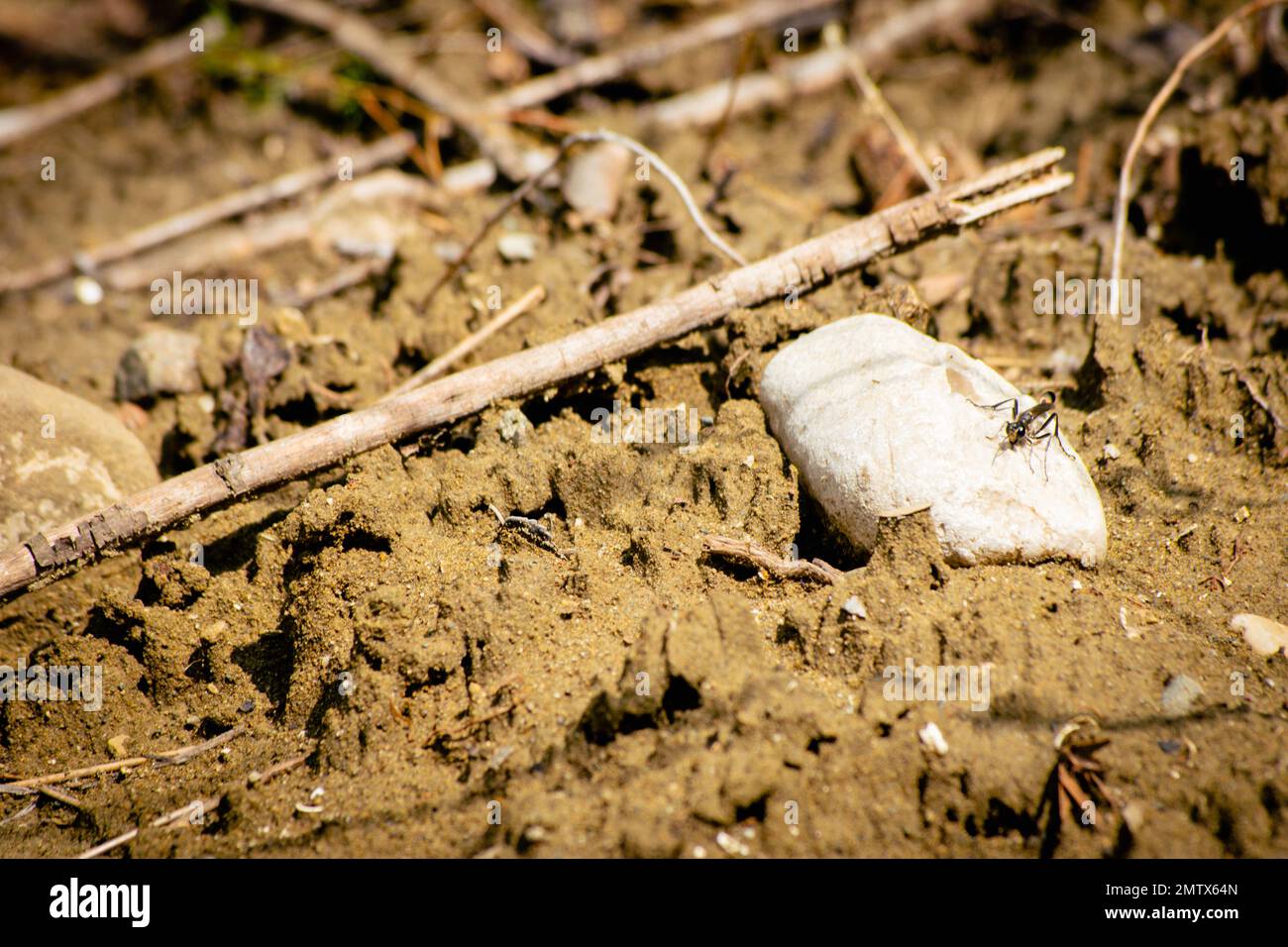 Nahaufnahme von Insekten isoliert auf schlammigen Straßen im Frühling. Vashlovani-Nationalpark Schutzgebiete Flora und Fauna in Georgien Stockfoto