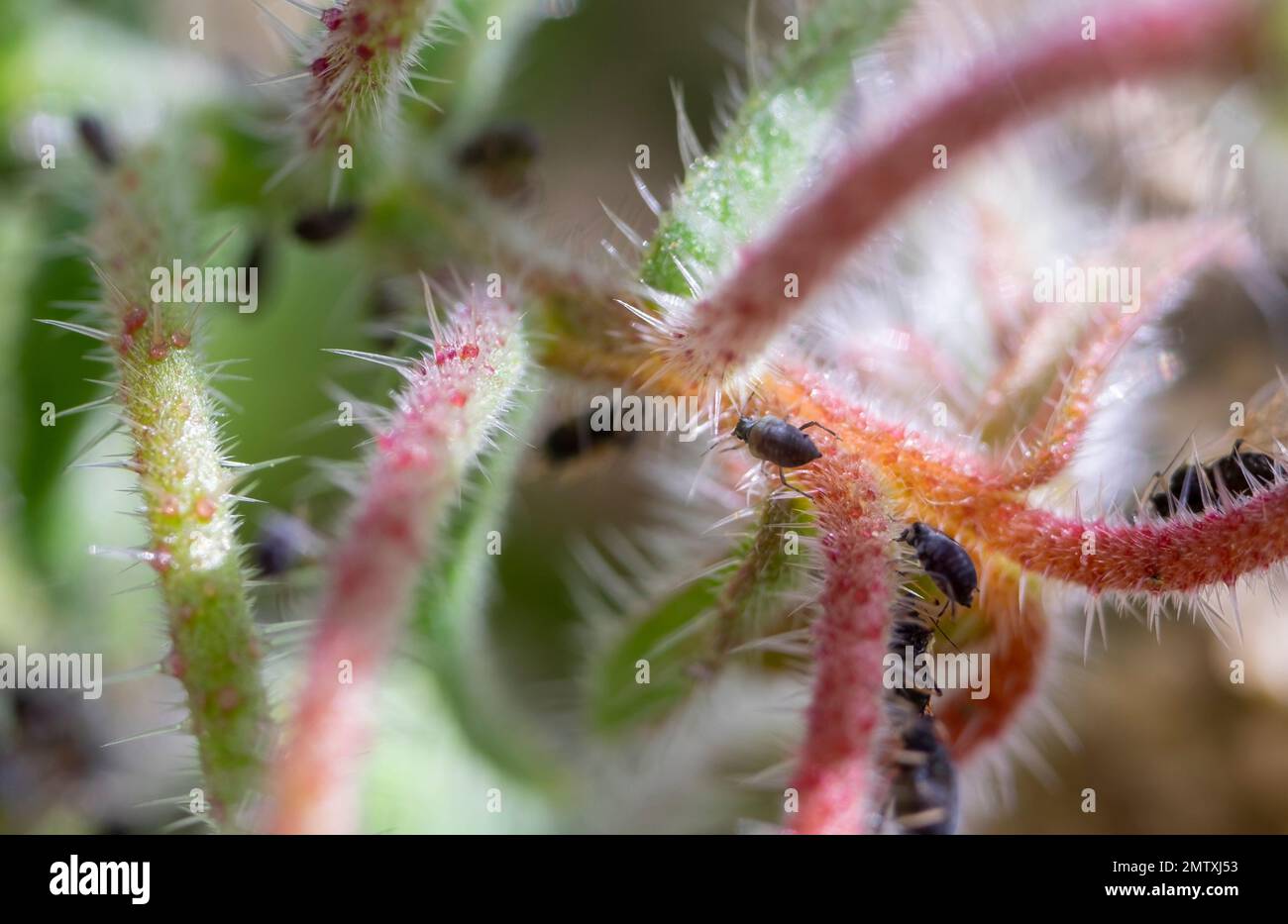 Makro einer Blattläuse-Kolonie auf dem grünen Schuss einer Pflanze im Garten. Stockfoto