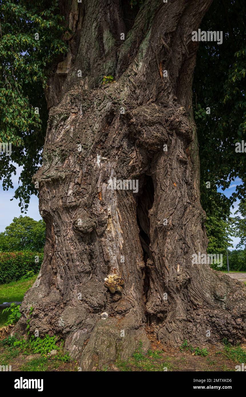 Mächtiger alter Lindenbaum mit gespaltenem Stamm und knorriger Rinde. Stockfoto