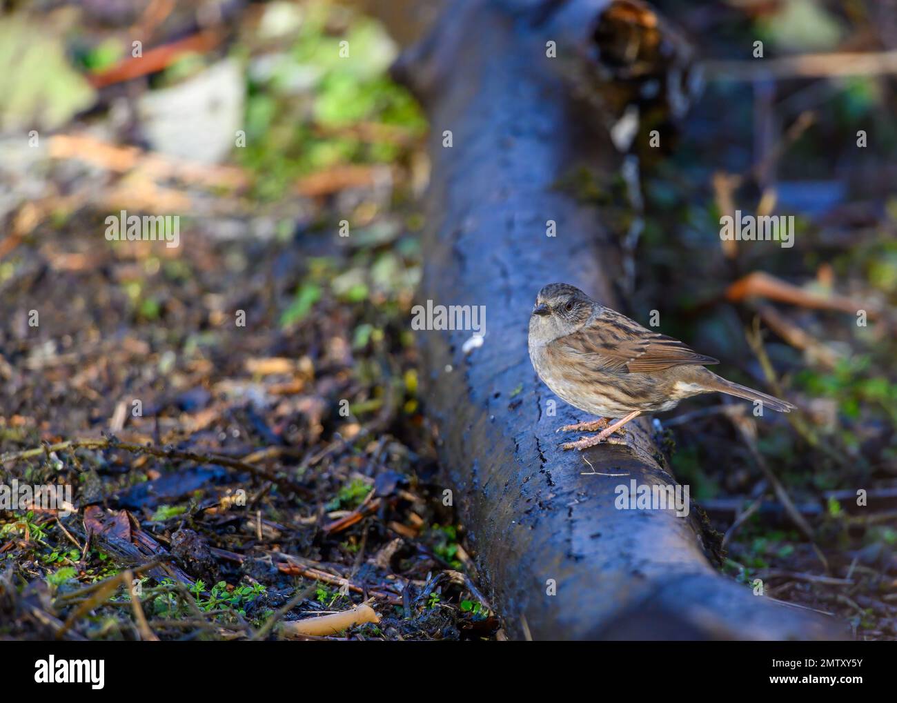 Dunnock, Prunella modularis, steht auf einem Baumstamm inmitten von Unterholz. Winter, Seitenansicht, Blick nach links Stockfoto