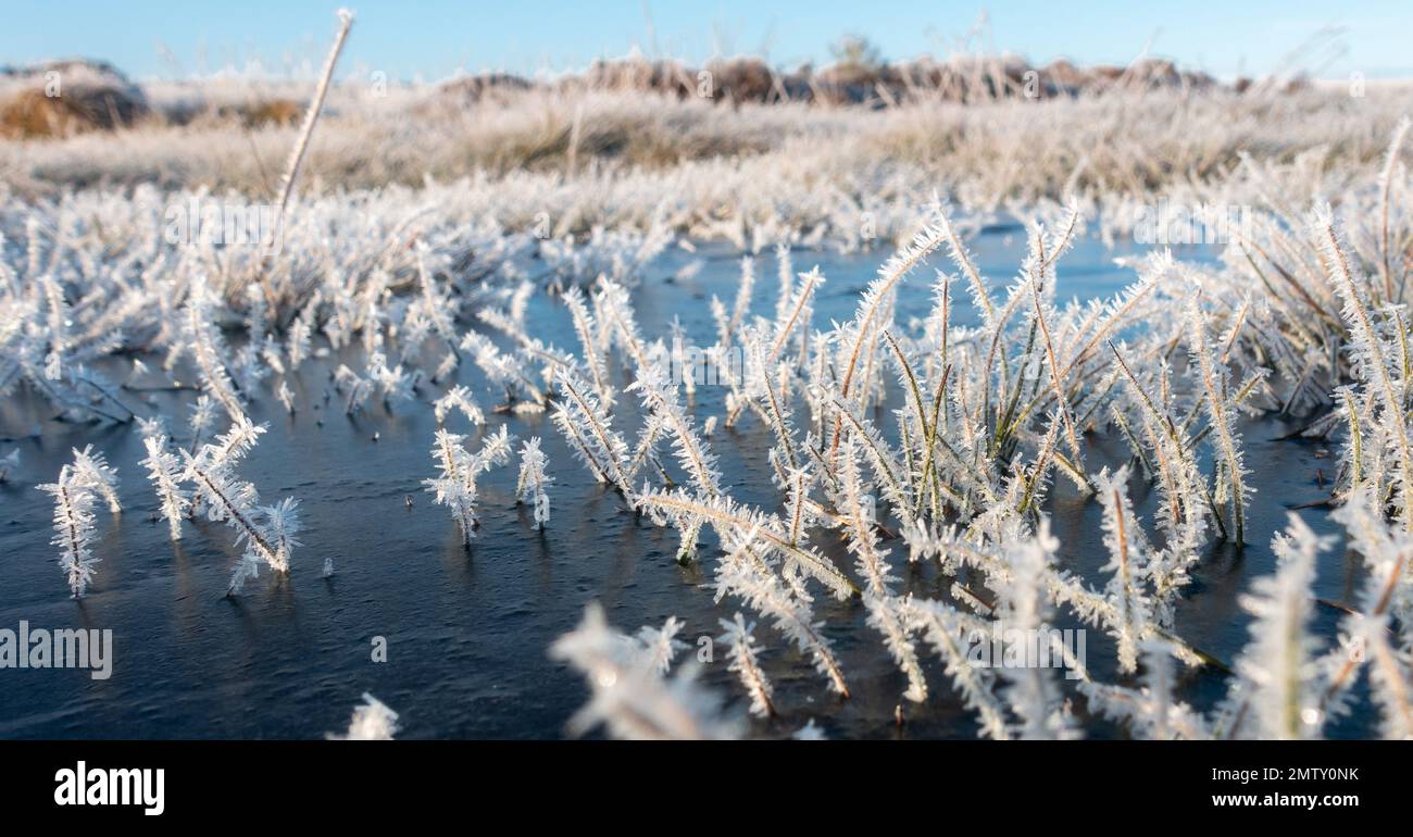 Atemberaubende Eisfrostkristalle auf Grashalmen in gefrorenen Pfützen und Moore auf dem Burley Moor an einem kalten Wintertag in West Yorkshire, England, Großbritannien Stockfoto