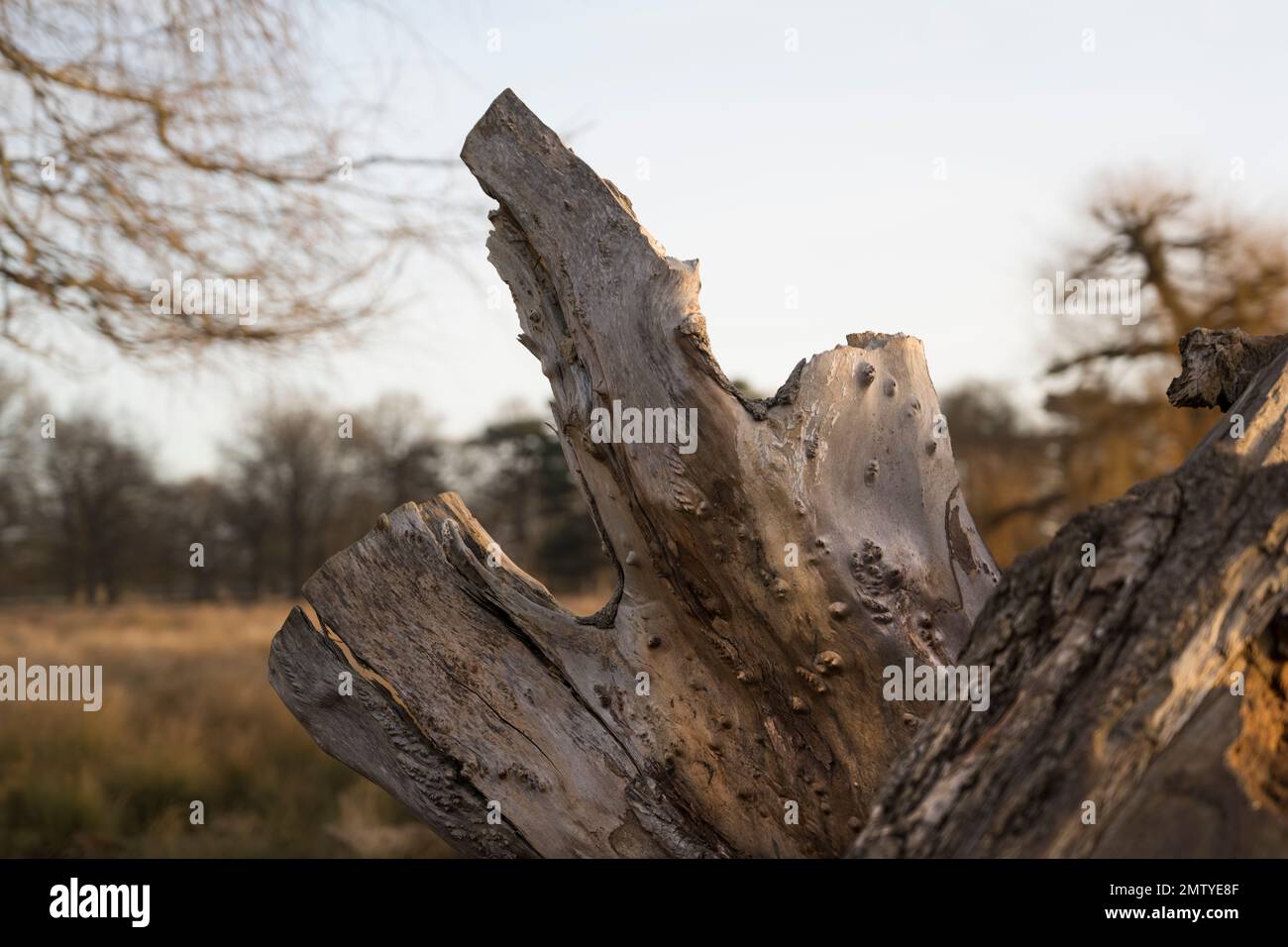 Zerklüfteter toter Baumstumpf, der von der Natur geschaffen wurde Stockfoto