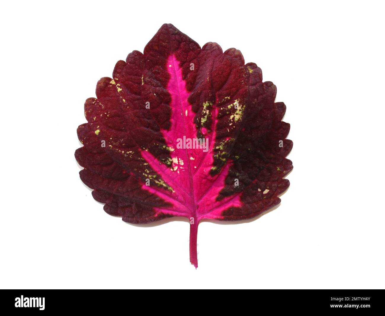 Nahaufnahme auf rosa und grünen Blättern aus Coleus-bemalter Brennnesselfabrik Stockfoto