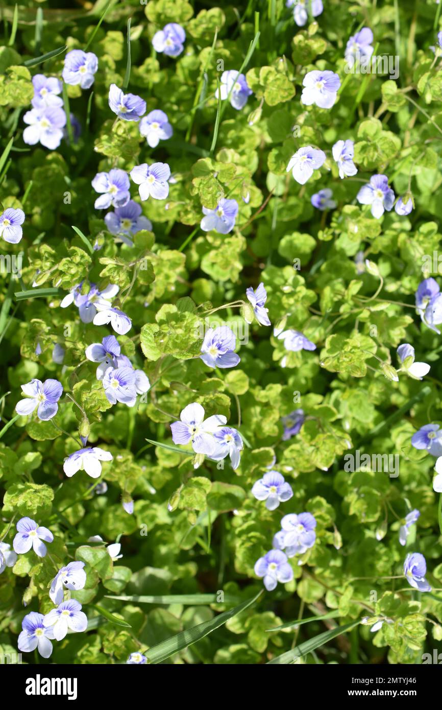 Schleichender Speedwell blaue Blumen Veronica filiformis Stockfoto