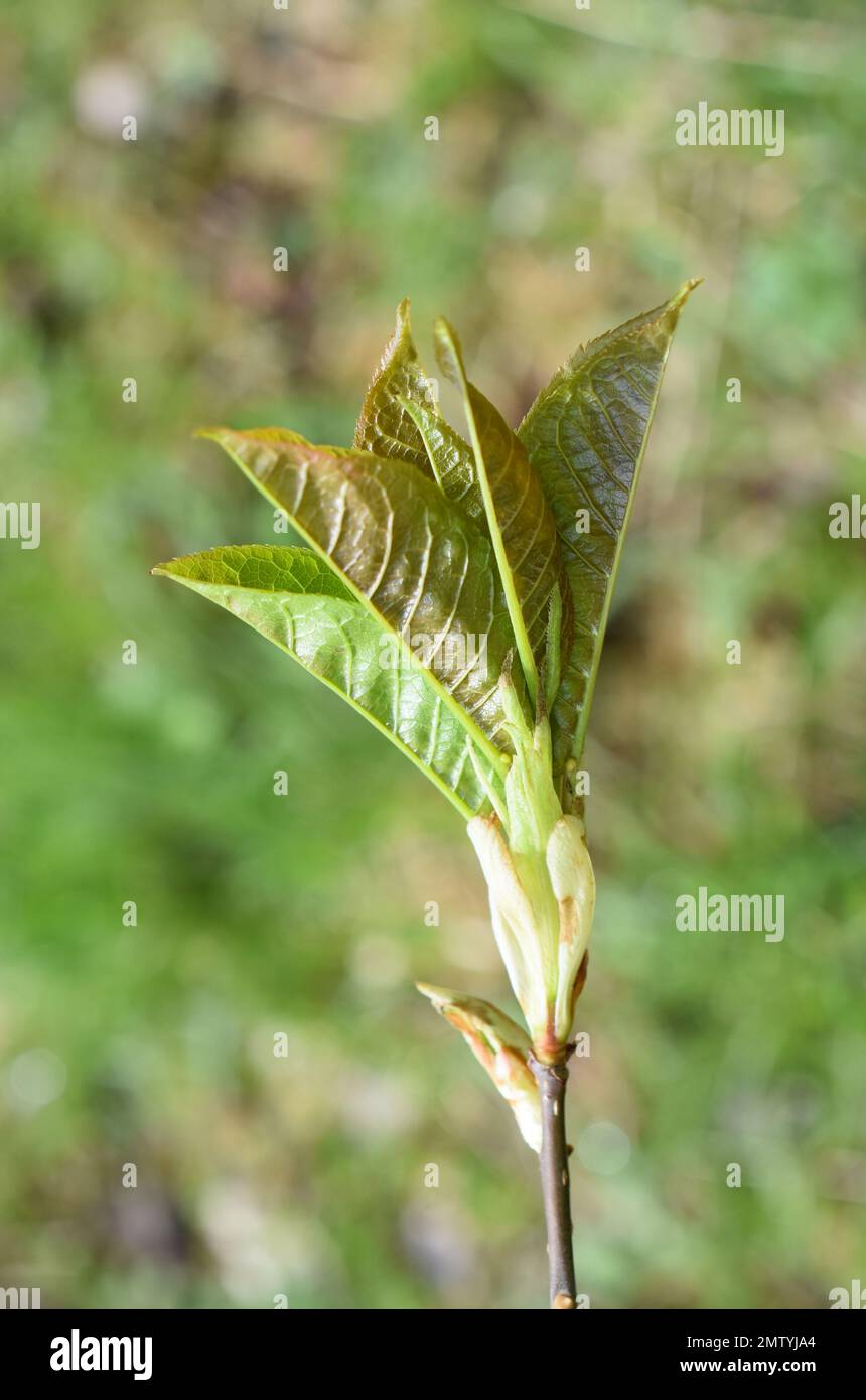 Neue Blätter aus Knospen auf Vogelkirschbaum im Frühling Stockfoto Neue Blätter aus Knospen auf Vogelkirschbaum im Frühling Stockfoto