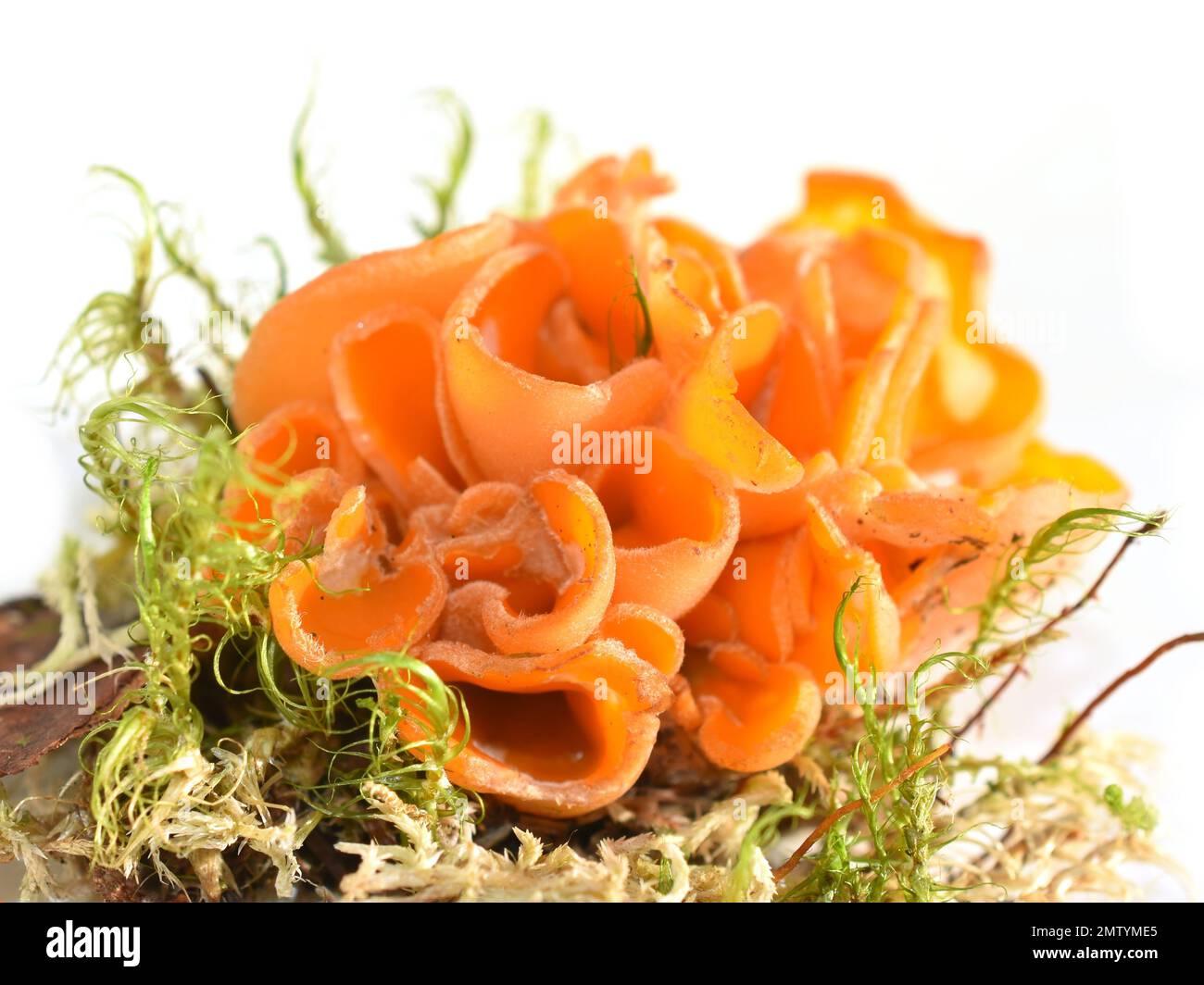 Der Orangenschalen-Pilz Aleuria aurantia auf weißem Hintergrund Stockfoto