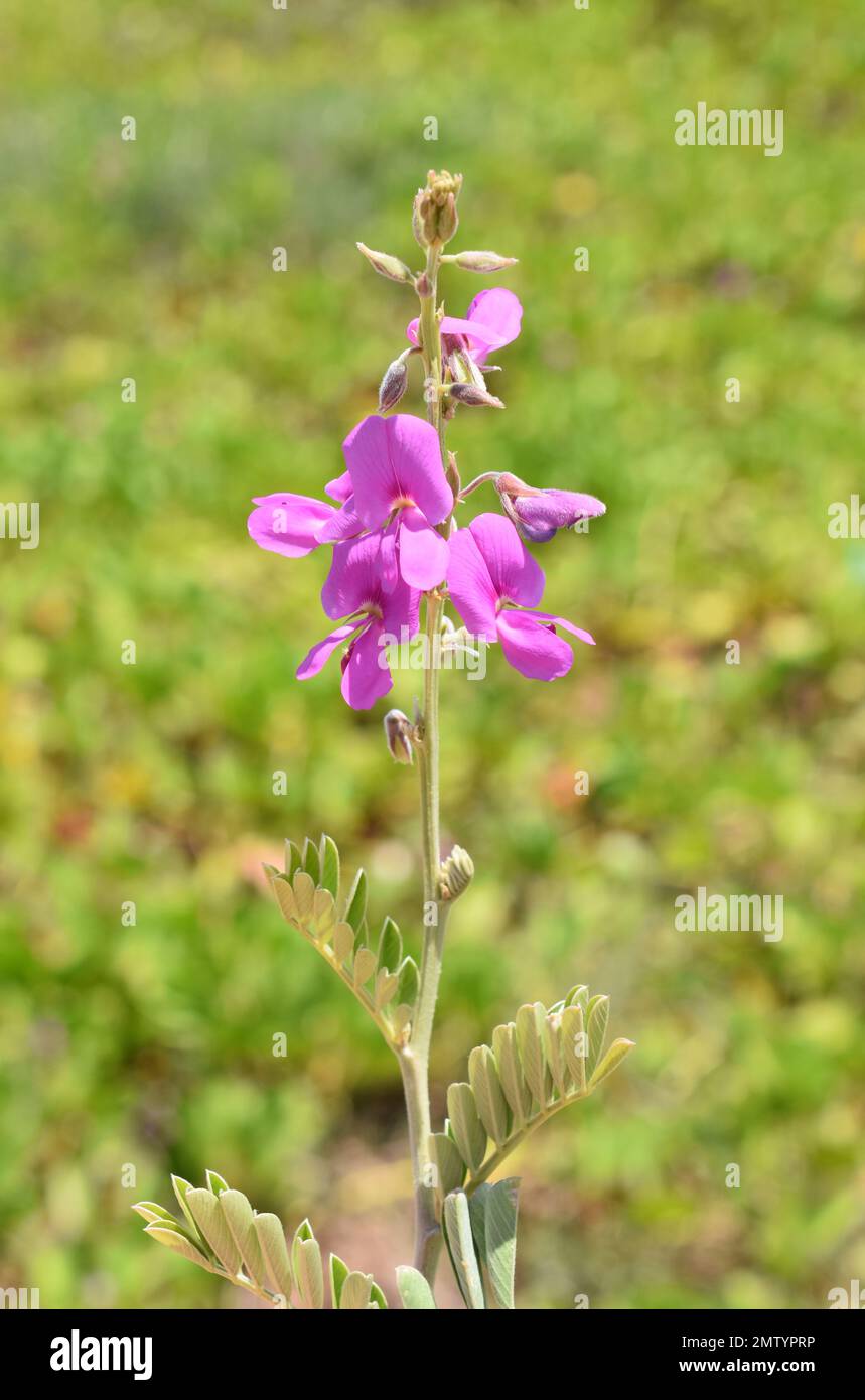 Fischvergiftungspflanze Tephrosia purpurea rosa Blüten Stockfoto