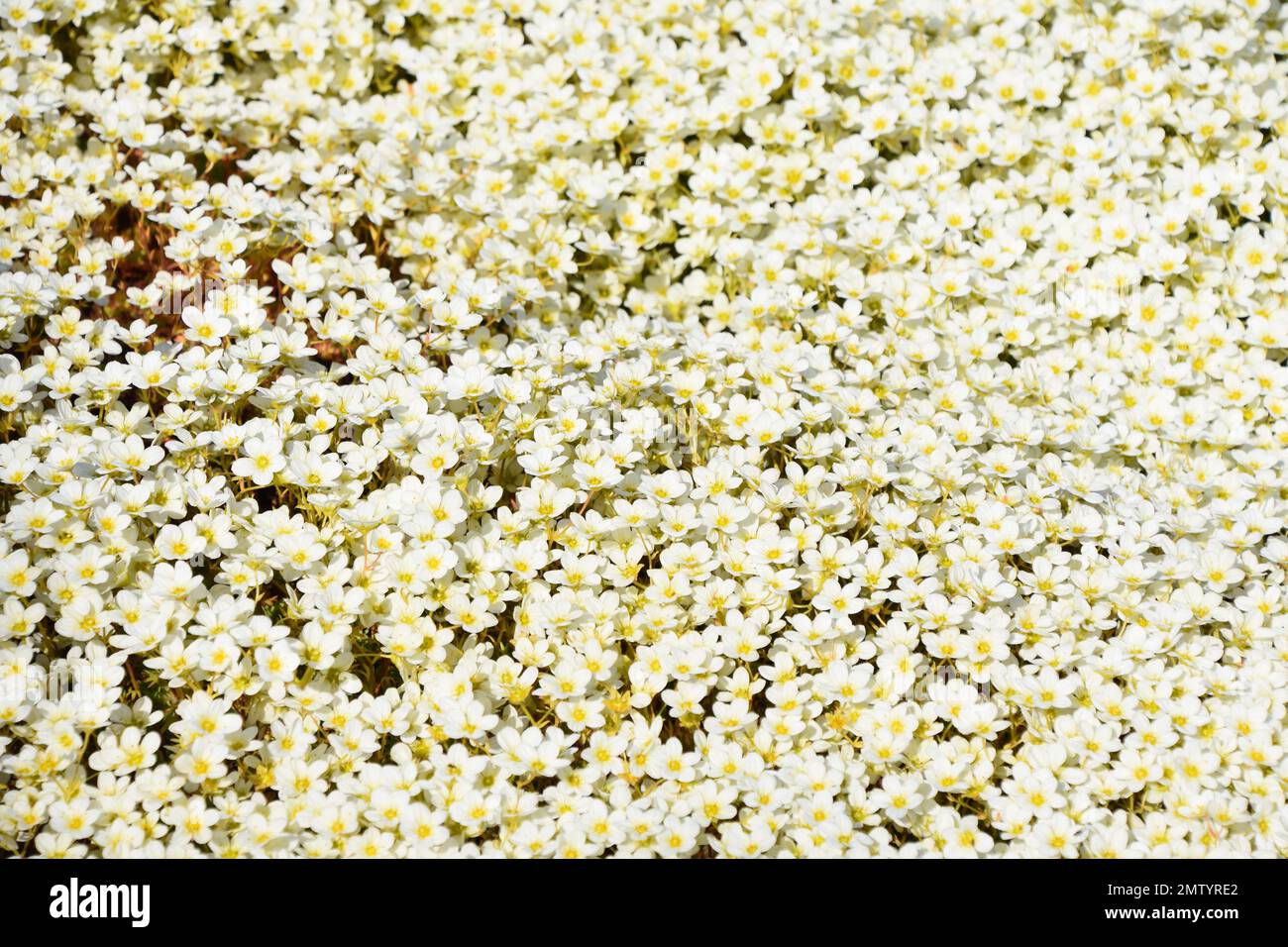 Große Gruppe von weißen Saxifrage-Blumen im Frühling Stockfoto