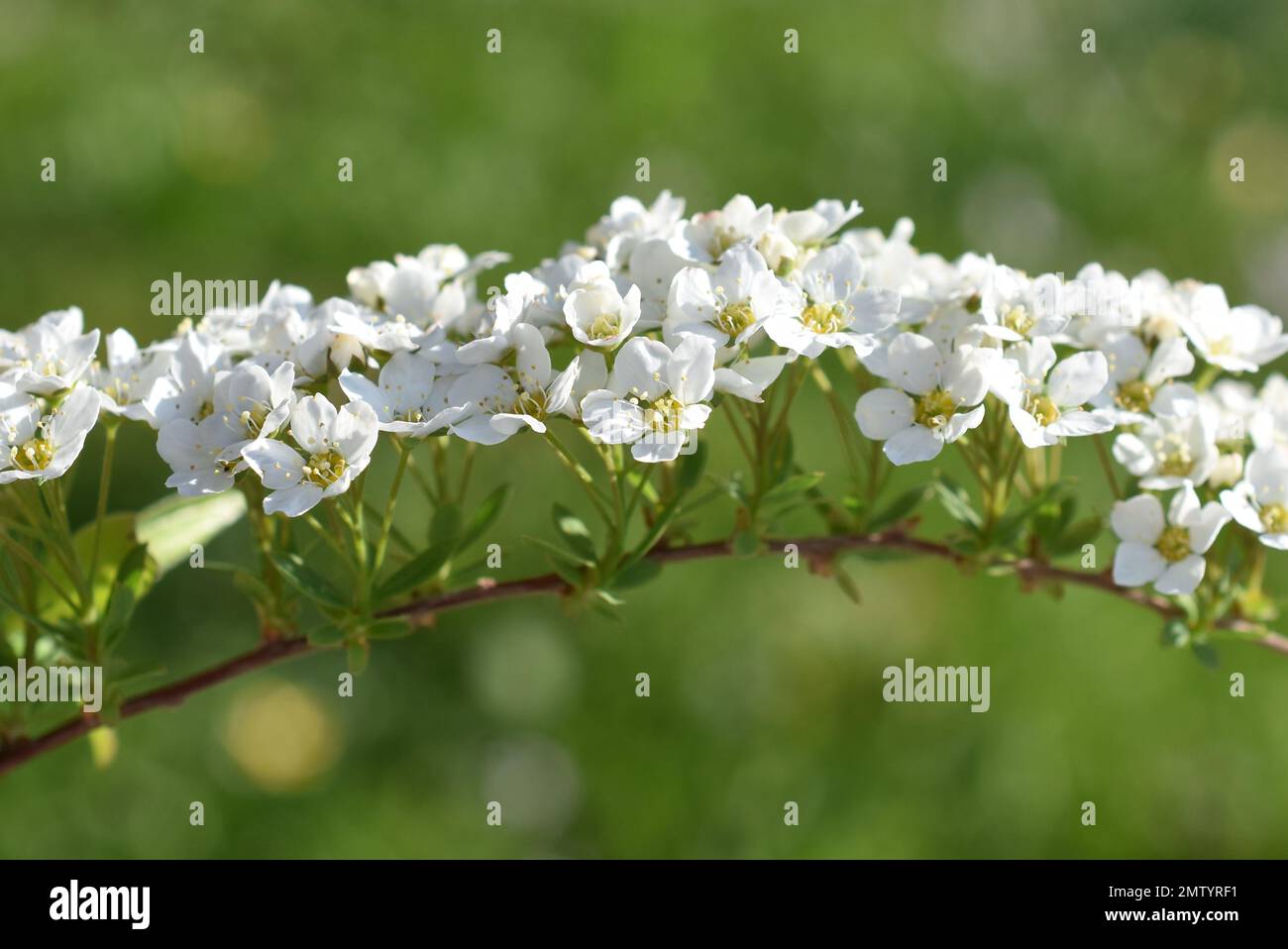 Nahaufnahme auf die weißen Blüten eines Spirea van houtt Strauch Stockfoto