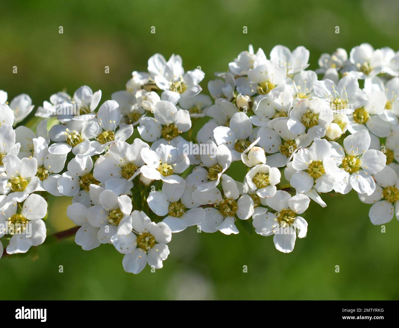 Nahaufnahme auf die weißen Blüten eines Spirea van houtt Strauch Stockfoto