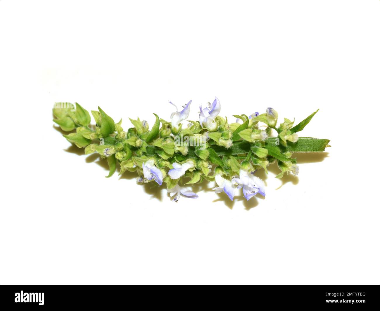Blaue Blüten aus einer Coleuspflanze, isoliert auf weißem Hintergrund Stockfoto