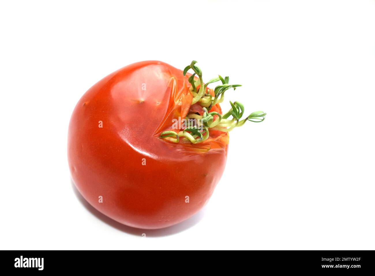 Vivipariensamen, die in überreifen Tomaten keimen, isoliert auf weißem Hintergrund Stockfoto