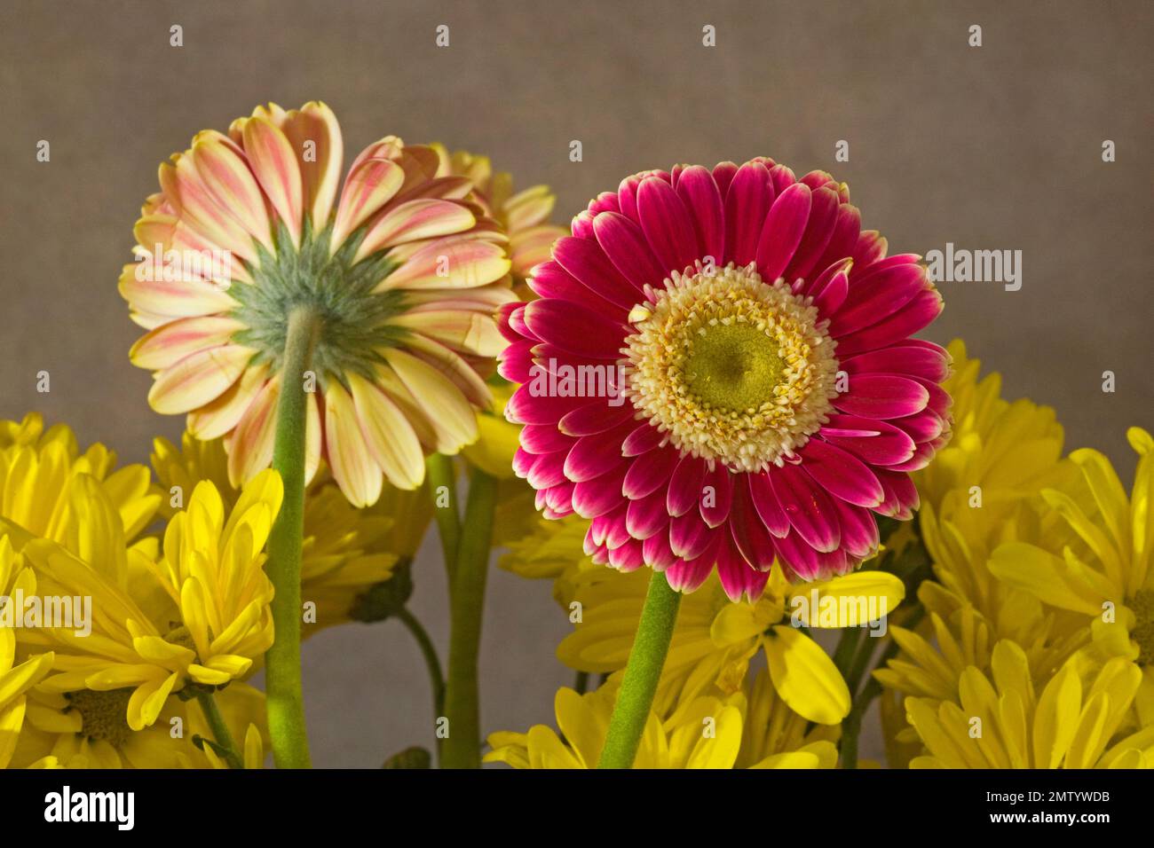 Ein Strauß bunter Gerbera-Gänseblümchen in einer Vase. Stockfoto
