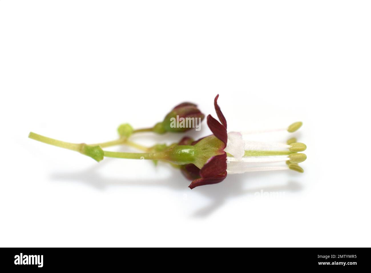 Nahaufnahme des Stachelbeerbusches Ribes uva-Crispa-Blüte auf weißem Hintergrund Stockfoto