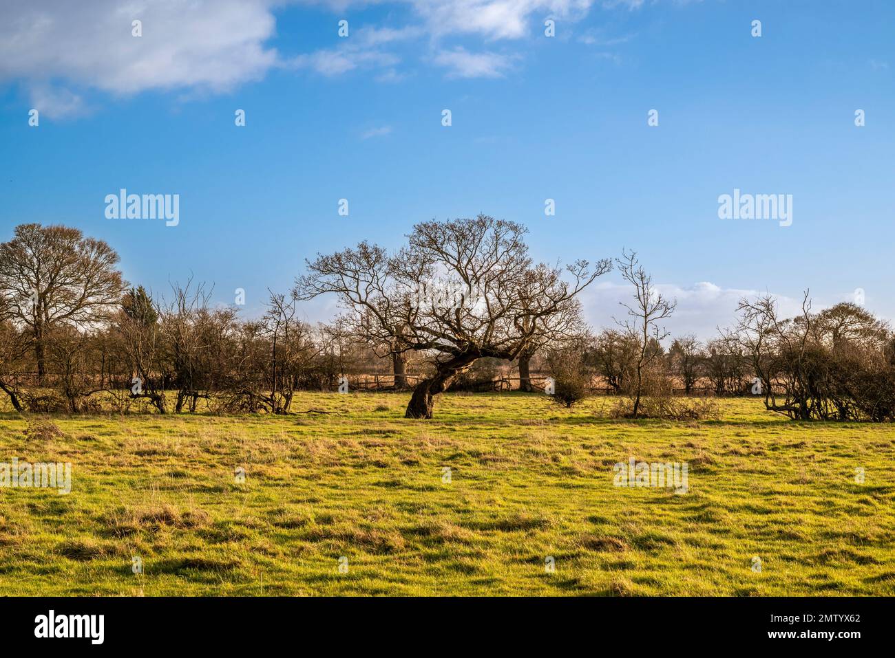 Baum mit verdrehtem Stamm, Teil einer Milchfeldrand am Stadtrand von York. UK Stockfoto