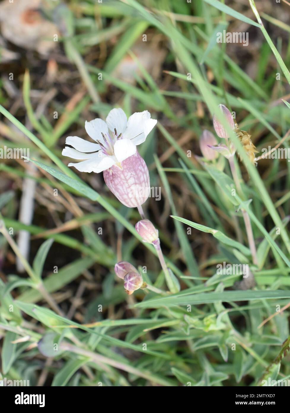 Sea campion silene uniflora blüht in der Natur Stockfoto