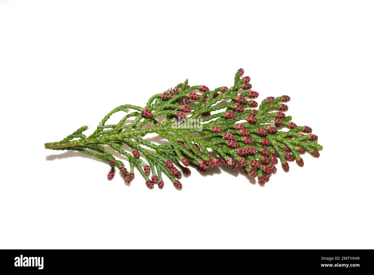 Rote männliche Blüten auf einer Lawsons Cypress Chamaecyparis lawsoniana isoliert auf weißem Hintergrund Stockfoto