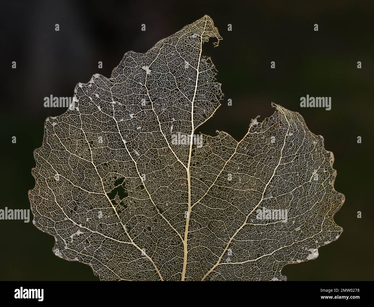 Nahaufnahme eines alten toten Aspenblattes auf dunklem Hintergrund Stockfoto Nahaufnahme eines alten toten Aspenblattes auf dunklem Hintergrund Stockfoto