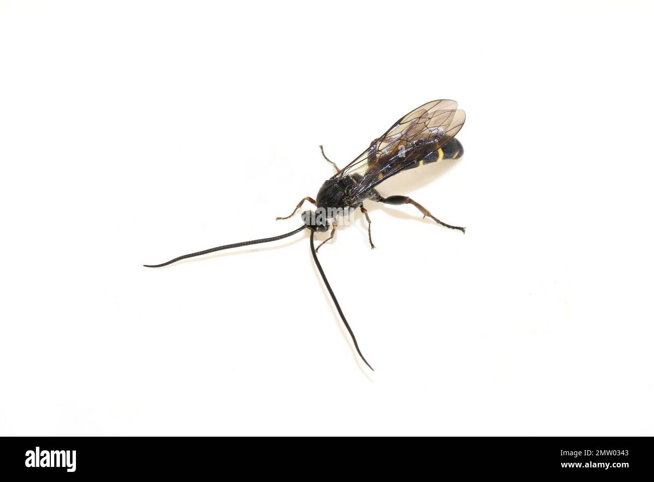 Schwarz-gelb gestreifte parasitäre Wespe der Unterfamilie Tryphoninae, isoliert auf weißem Hintergrund Stockfoto