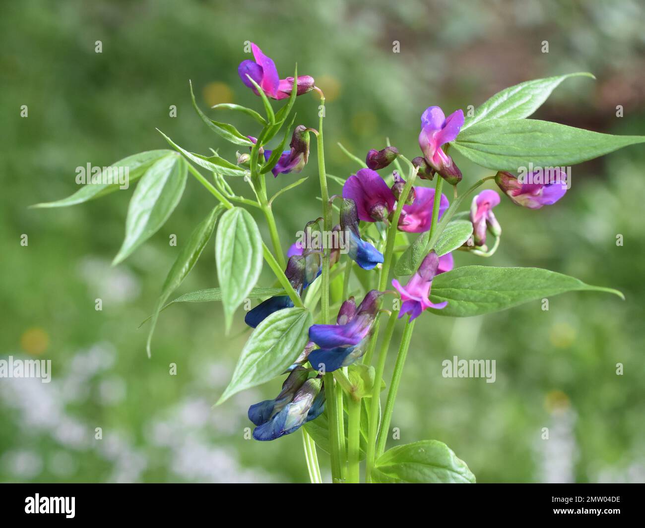 Blaue und violette Blüten auf einer Lathyrus Vernus Frühlingserbsenpflanze Stockfoto