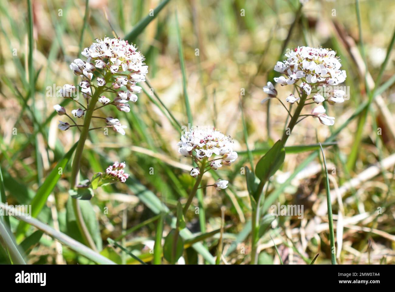 Alpine Penny-Kresse Noccaea caerulescens inmitten von Gras Stockfoto