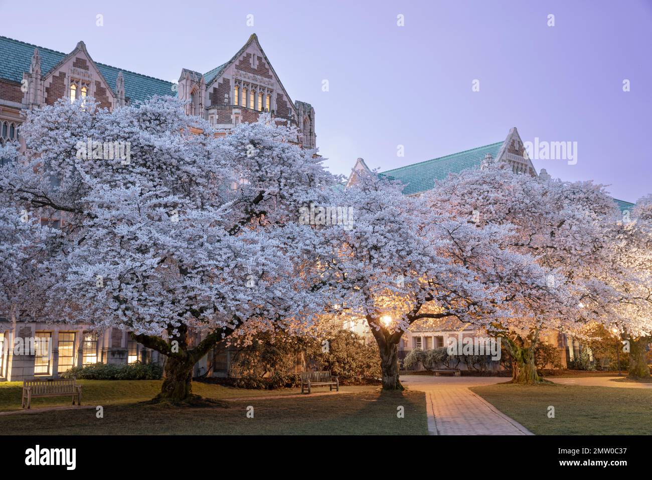 WA20764-00....WASHINGTON - Frühlingsblüte an der University of Washington in Seattle. Stockfoto