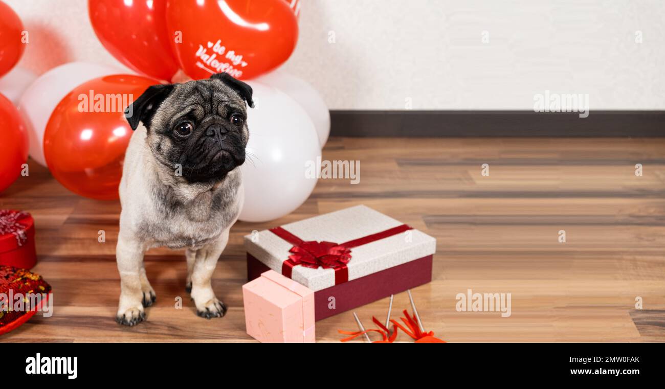 Ein süßer Pug feiert den Valentinstag mit Bällen und Geschenkschachteln. Haustiere und Feiertage, Banner mit Platz für Text Stockfoto