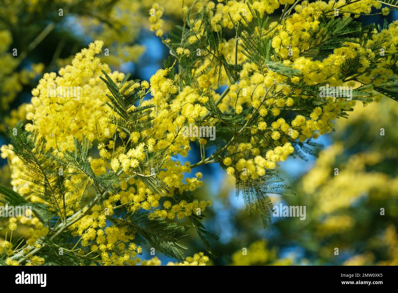 Akacia dealbata, blaues Klatsch, Mimosa, immergrüner Strauß, gelbe Blütenköpfe, In Endgruppen übertragen Stockfoto