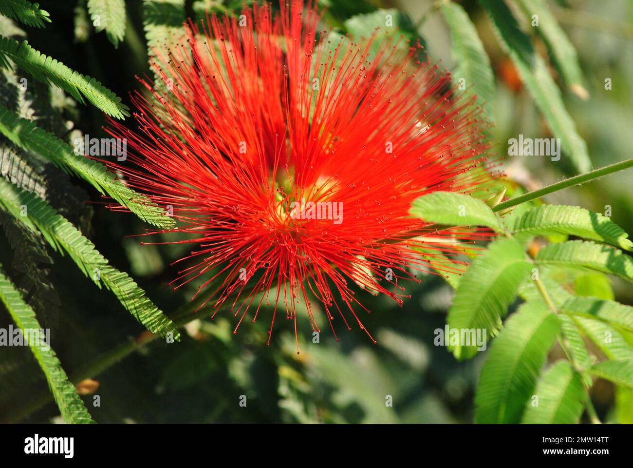 Das feurige Rot der wunderbaren Calliandra Stockfoto