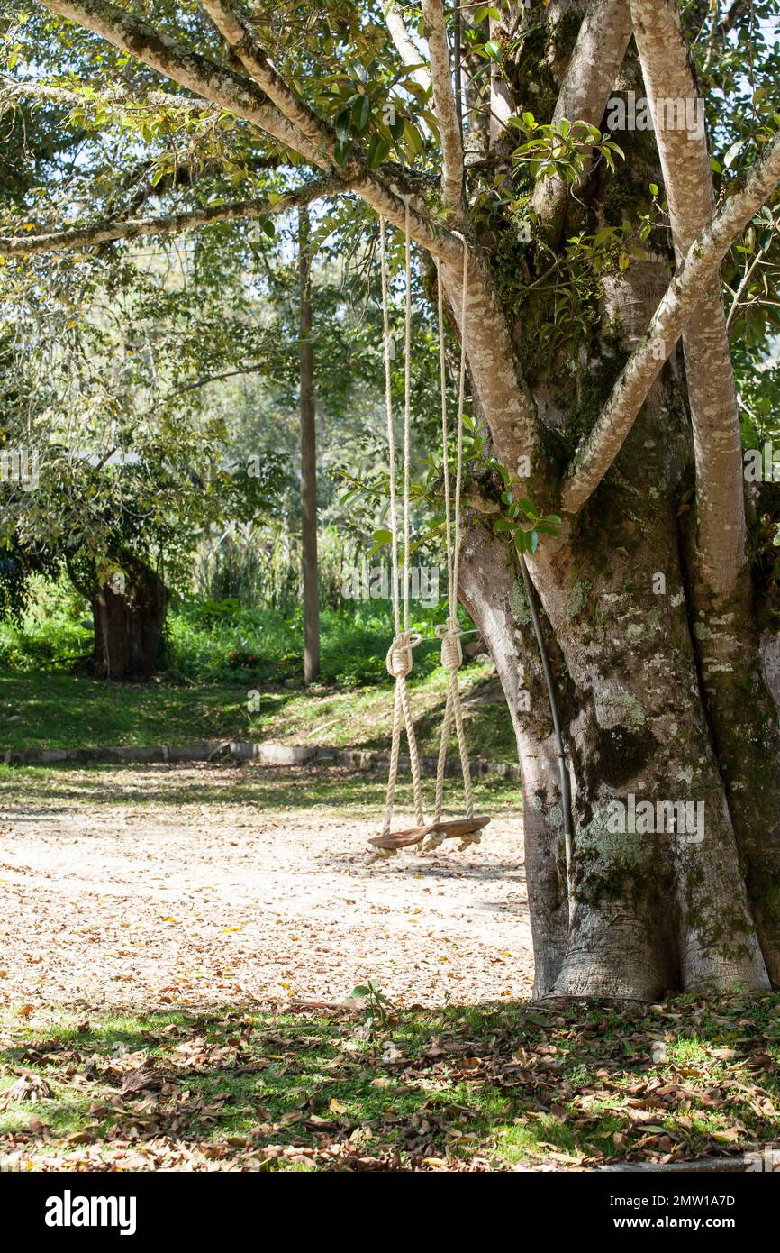 Die Schaukel hängt an einem Baum. Stockfoto