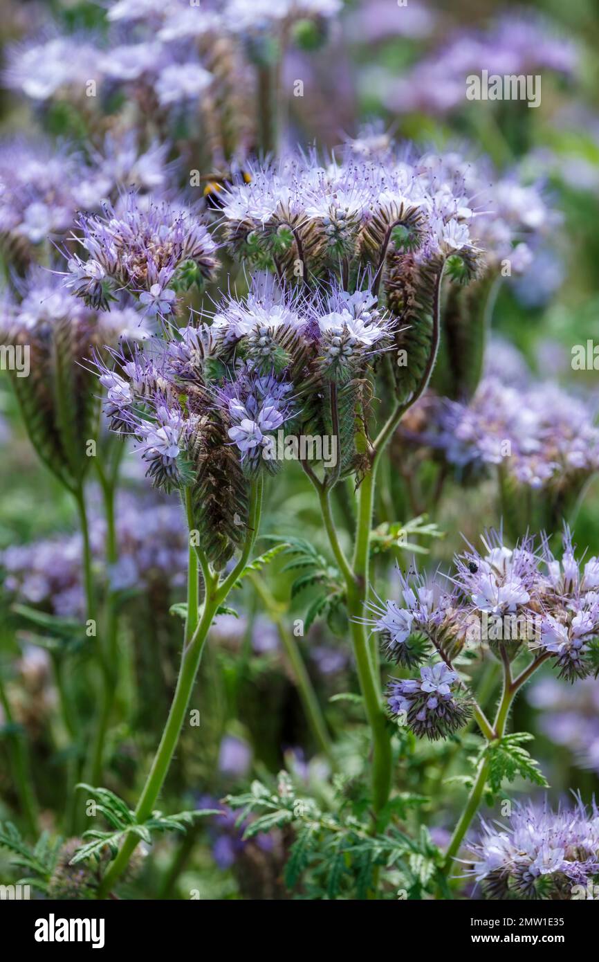 Phacelia tanacetifolia, Fidleneck, als Gründung angebaut, zieht Bienen an, blaue oder lavendelblaue Blüten in Terminal, gebogene Zyklen Stockfoto