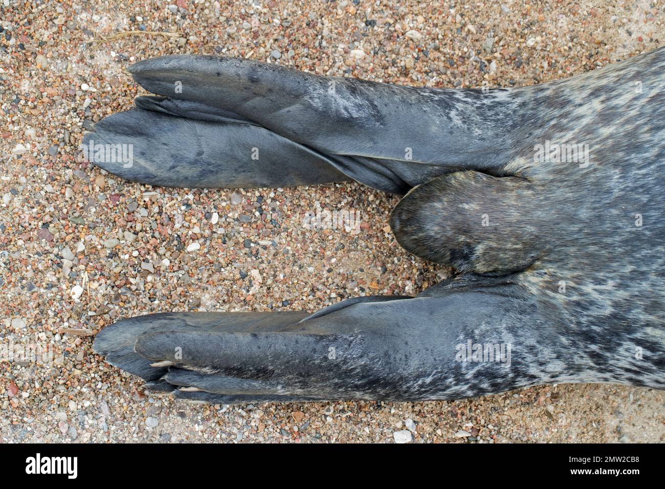 Nahaufnahme von Hinterflossen und kurzem Schwanz Stockfoto