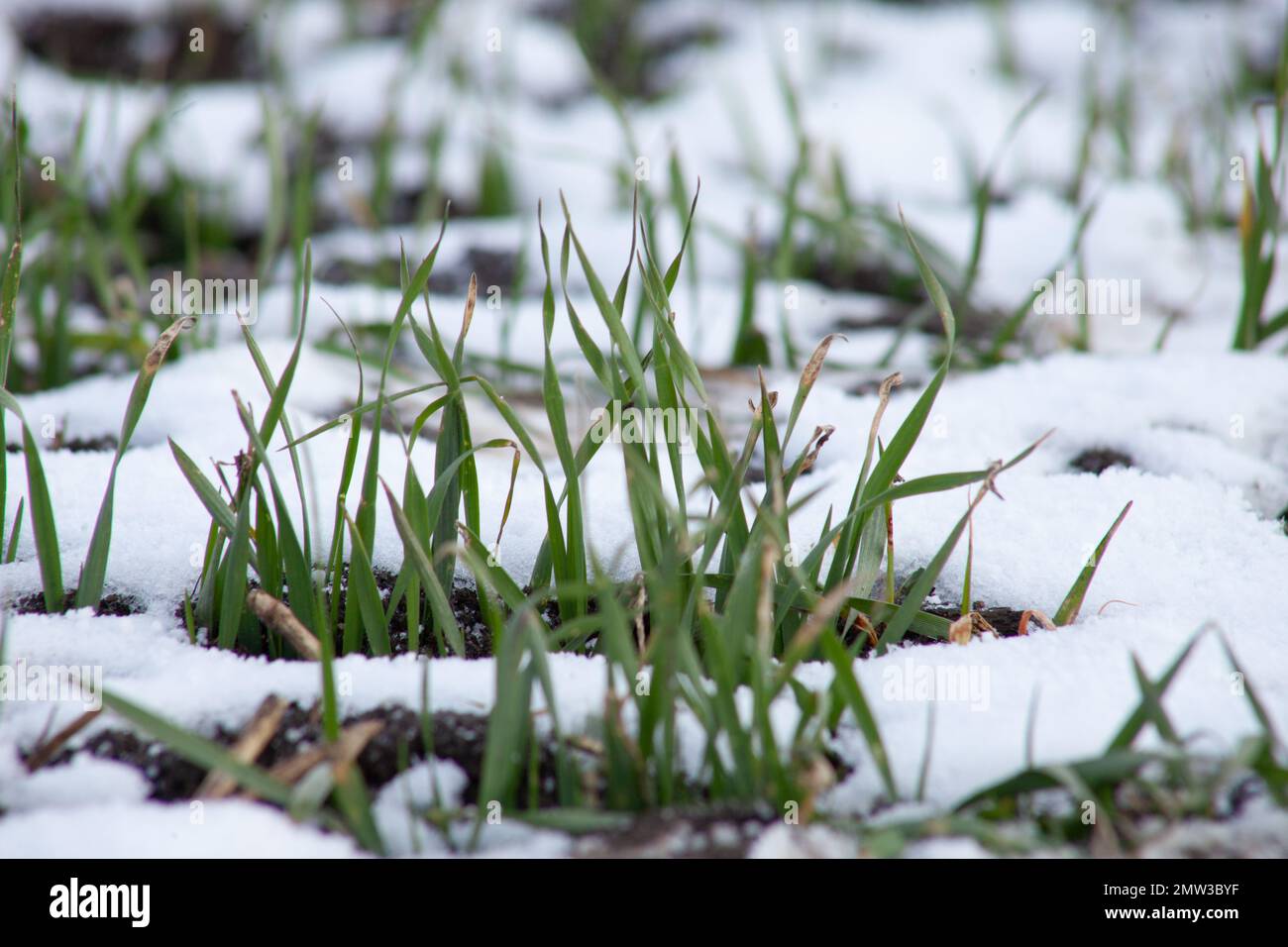 Blätter von Winterweizen im Schnee. Sprossen aus Keimlingen wachsen im weißen Schnee. Stockfoto