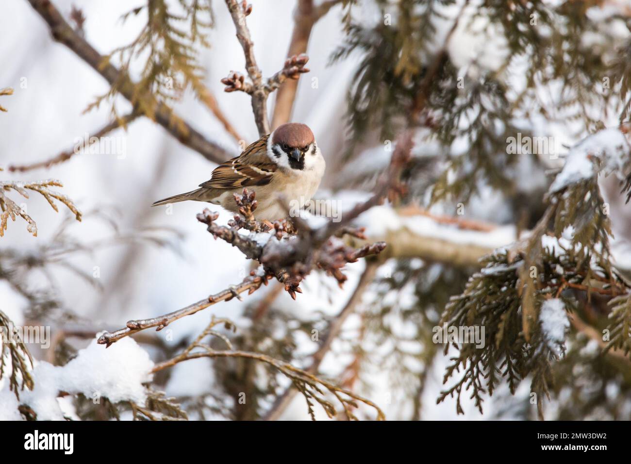 Der eurasische Baumspatz (Passer montanus) im Winter Stockfoto